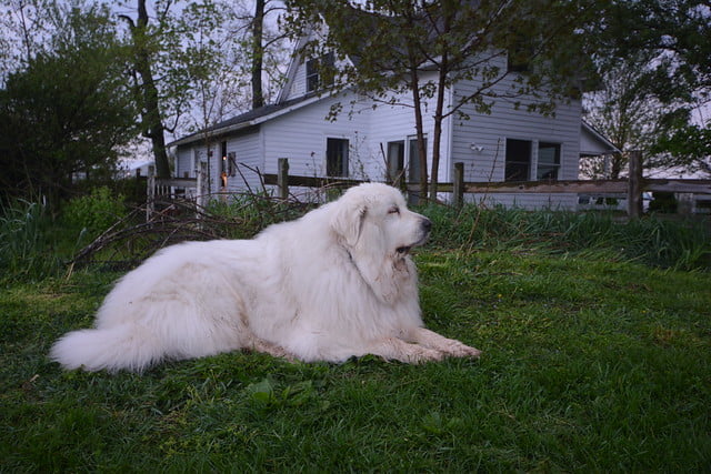Amazonのcmに出てくる大きな犬は何という犬種 白くてふわふわで可愛い Cmまとめました