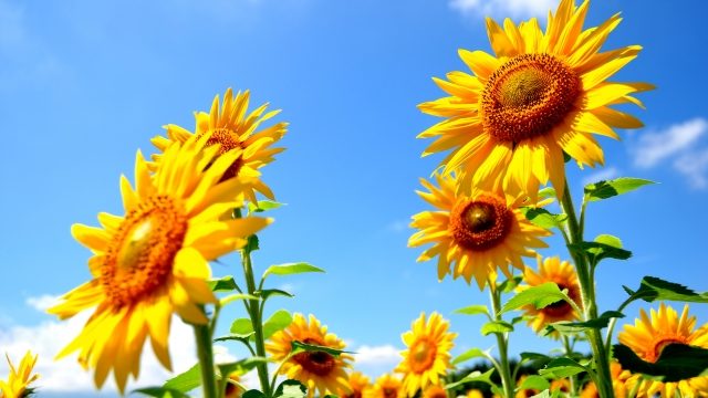 SOMPOひまわり生命保険のCMに出演しているのは誰？映画『万引き家族』で注目を集めたあの子が初CM出演！-アイキャッチ