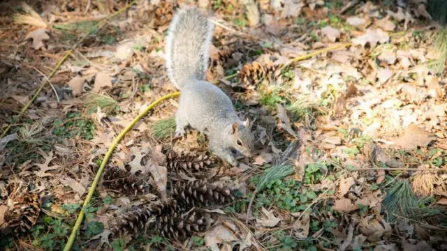 リス